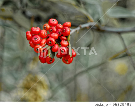 バラ科ピラカンサの赤い実 96329495