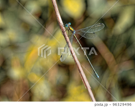 枝に止まるアオイトトンボ科オオアオイトトンボ 枝に止まるアオイトトンボ科オオアオイトトンボ 96329496