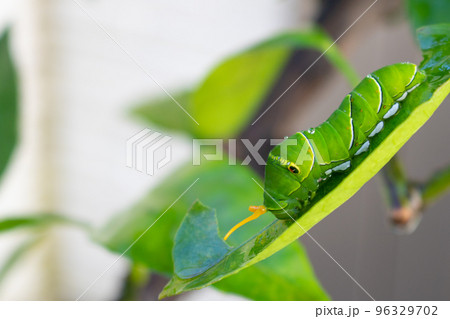 ミカンの葉の上で臭角を出す秋のアゲハの幼虫 96329702