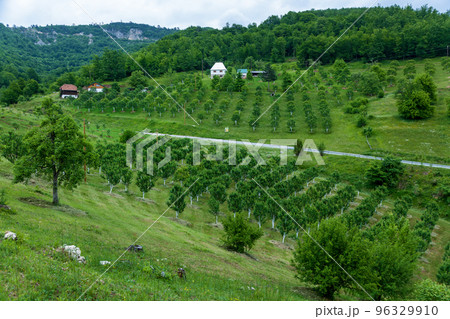 Green orchard in the mountains 96329910