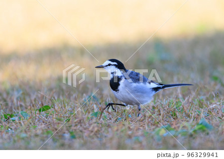 餌を探すハクセキレイ 96329941