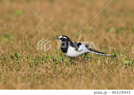 餌を探すセグロセキレイ 餌を探すセグロセキレイ 96329945