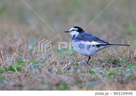餌を探すハクセキレイ 96329946