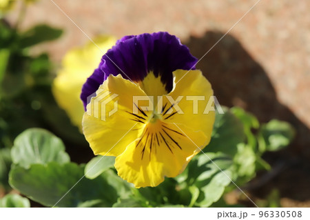日本の秋の庭に咲く黄色と紫の複色のパンジーの花 96330508