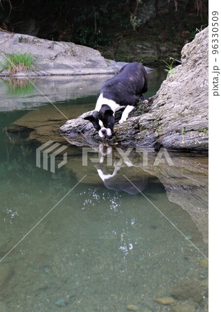 ときがわ町の都幾川の岩場で水面に映る自分を不思議そうに可愛く見つめるボストンテリアのマイティ君♡ 96330509