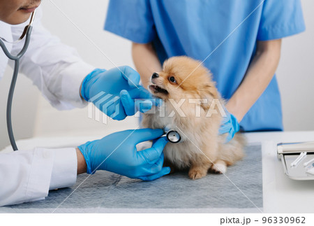 Two doctors are examining him. Veterinary medicine concept. Pomeranian in veterinary clinic.. 96330962