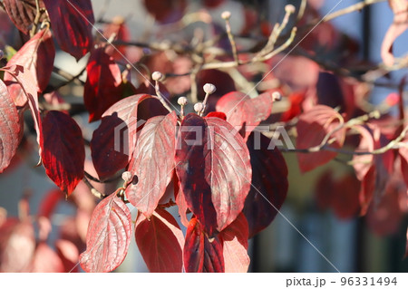 日本の秋の公園に咲く赤く色づいたハナミズキの葉 96331494