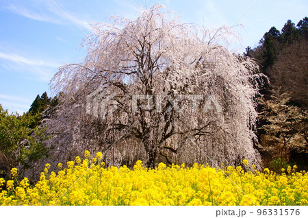 菜の花畑の中に立つ相野の桜 菜の花畑の中に立つ相野の桜 96331576