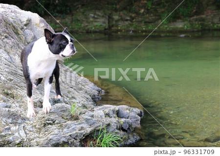 川遊びの人気スポットときがわ町の都幾川の岩場で渓流を眺める可愛いボストンテリアのマイティ君♡ 川遊びの人気スポットときがわ町の都幾川の岩場で渓流を眺める可愛いボストンテリアのマイティ君♡ 96331709
