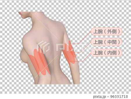 女性が気になる腕の痩せたい部分の上半身後ろ姿の3Dイラスト 96331718