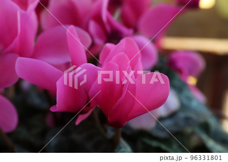 日本の冬の庭に咲くシクラメンのピンク色の花 日本の冬の庭に咲くシクラメンのピンク色の花 96331801