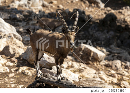 Israel, Negev, Outskirts of Kibbutz Sde Boker, Nubian Ibex (Capra ibex nubiana AKA Capra nubiana) close up of a large mature male. Israel, Negev, Outskirts of Kibbutz Sde Boker, Nubian Ibex (Capra ibex nubiana AKA Capra nubiana) close up of a large mature male. 96332694