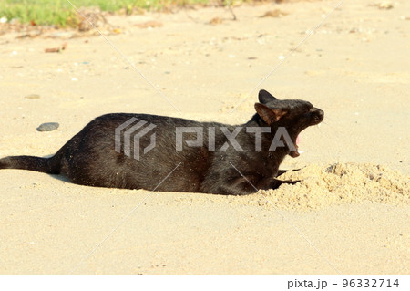 黒猫親分 砂浜で大あくび 黒猫親分 砂浜で大あくび 96332714