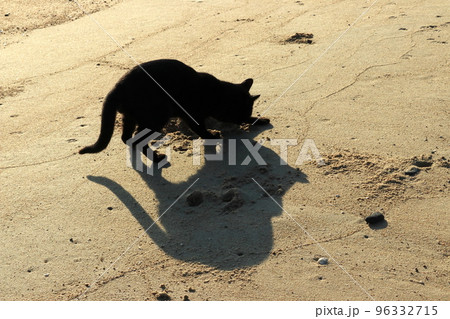 黒猫と早朝の島散歩 黒猫と早朝の島散歩 96332715