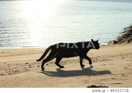 黒猫と早朝の島散歩 黒猫と早朝の島散歩 96332716