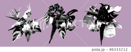 graphic engraving set of tropical bouquets. Cockatoo. Realistic ink illustration ara birds 96333212