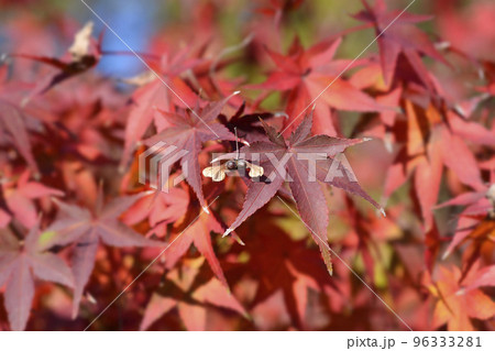 Japanese Maple 96333281