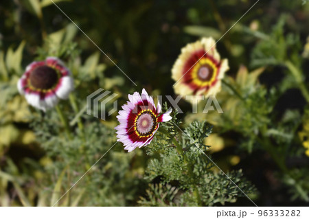 Tricolor daisy 96333282
