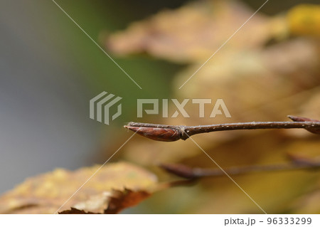 Common hornbeam Horizontalis 96333299