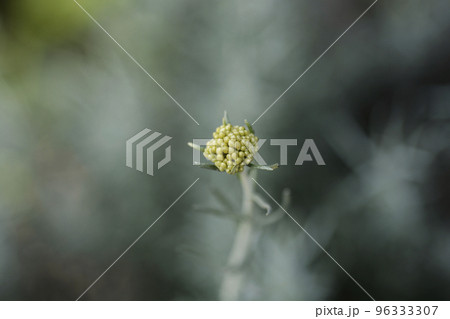 Italian everlasting flowers 96333307