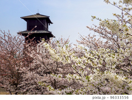 新川千本桜と新川西水門広場の火の見櫓(東京都江戸川区) 96333556