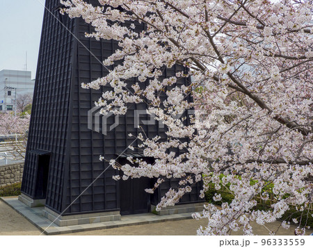 新川千本桜と新川西水門広場の火の見櫓(東京都江戸川区) 96333559