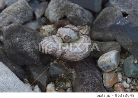 コフキサルノコシカケ？ 96333648