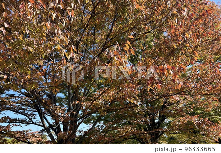 紅葉 秋晴れ 紅葉 秋晴れ 96333665