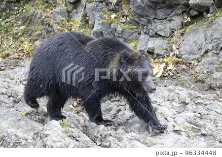 早足で歩くヒグマ 96334448