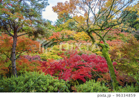 秋の東福寺 鮮やかな紅葉 京都府京都市 秋の東福寺 鮮やかな紅葉 京都府京都市 96334859