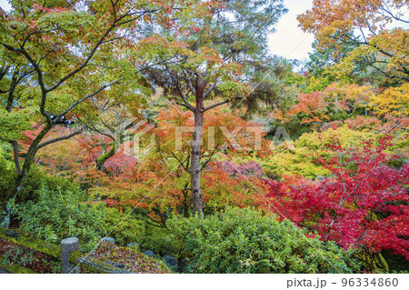 秋の東福寺 鮮やかな紅葉 京都府京都市 秋の東福寺 鮮やかな紅葉 京都府京都市 96334860