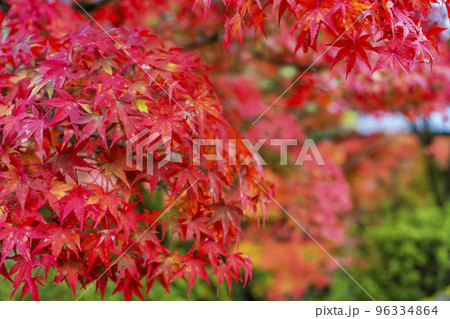 秋の東福寺　鮮やかな紅葉　京都府京都市 96334864