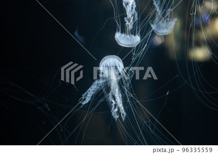 くらげプカプカ　　 96335559