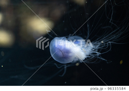 くらげプカプカ くらげプカプカ 96335584