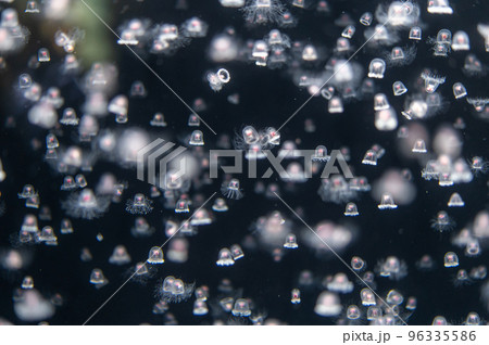 くらげプカプカ くらげプカプカ 96335586