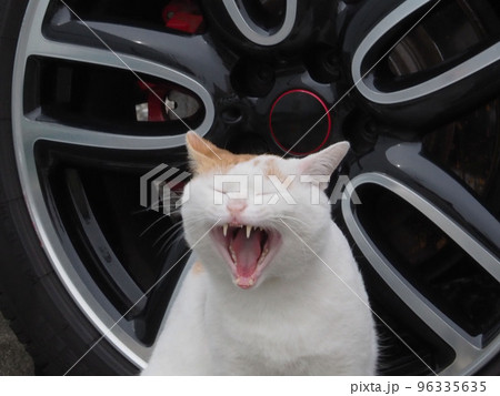 あくびをするネコ 96335635