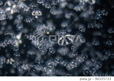 くらげプカプカ　　 96335733