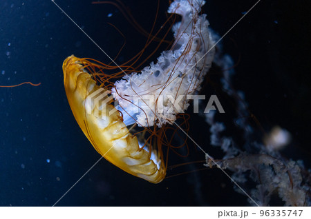 くらげプカプカ　　 96335747