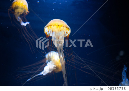 くらげプカプカ くらげプカプカ 96335758