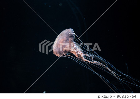 くらげプカプカ くらげプカプカ 96335764