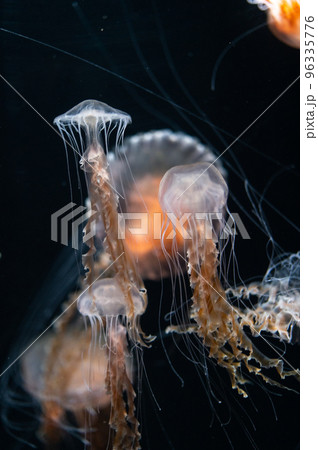 くらげプカプカ　　 96335776