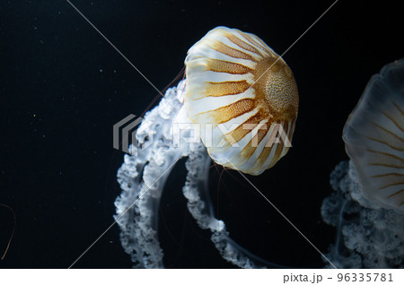 くらげプカプカ　　 96335781