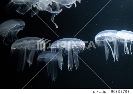 くらげプカプカ くらげプカプカ 96335793