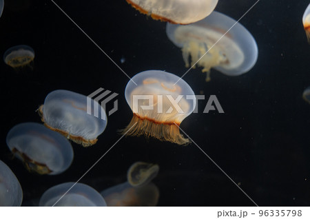 くらげプカプカ　　 96335798