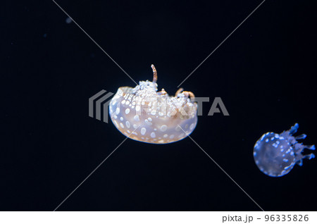 くらげプカプカ　　 96335826