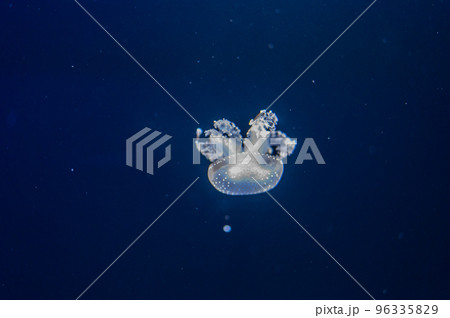 くらげプカプカ　　 96335829