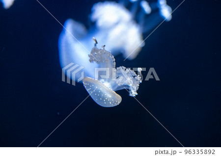 くらげプカプカ　　 96335892