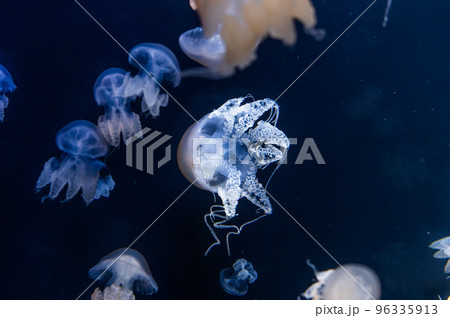 くらげプカプカ　　 96335913