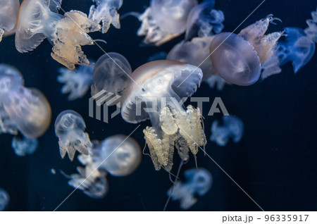 くらげプカプカ くらげプカプカ 96335917