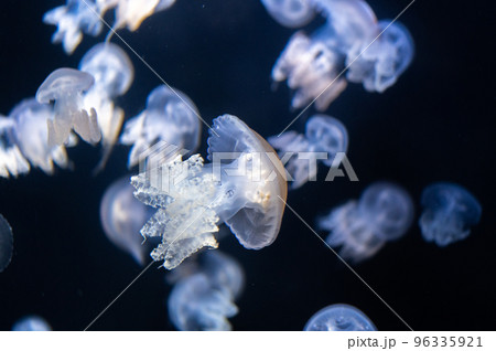 くらげプカプカ　　 96335921